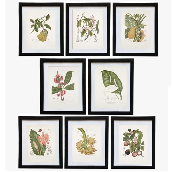Set of 8 Botanical Fruits and Flower Illustrations